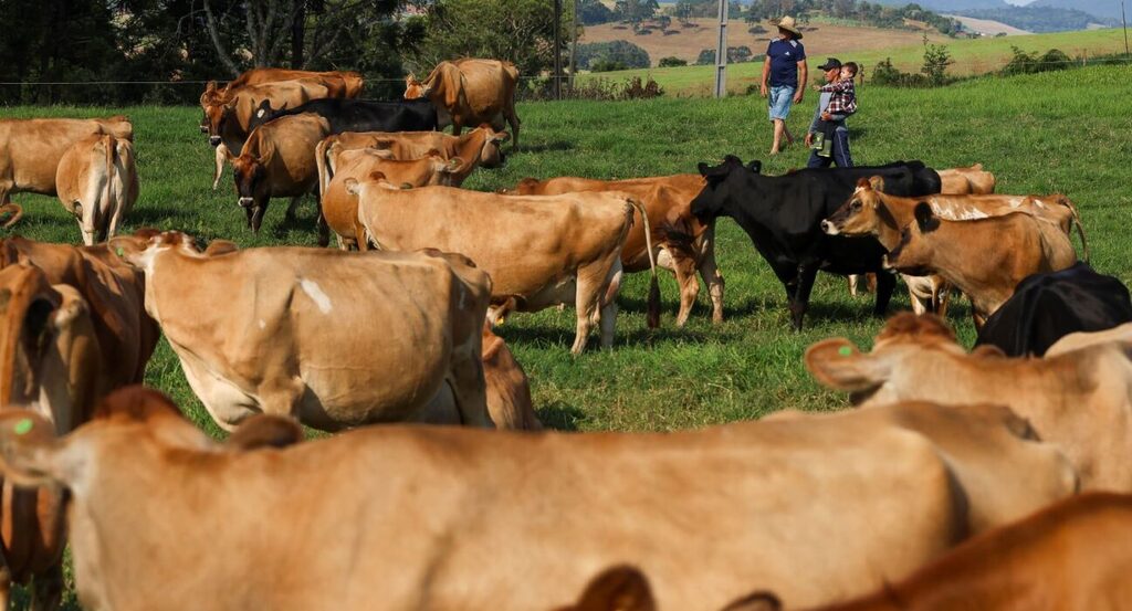 Governo de Santa Catarina inicia pagamentos do Programa Financia Leite SC