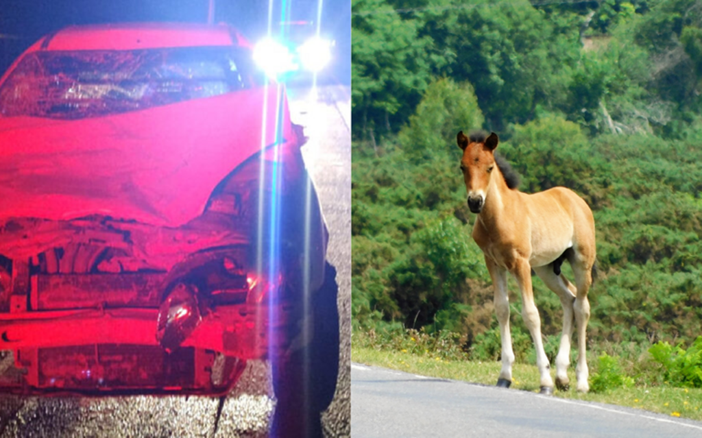 Cavalo morre após ser atropelado por caminhonete na BR-470