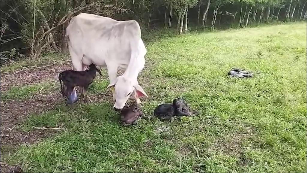 Em caso raro, vaca dá a luz a quadrigêmeos em Papanduva