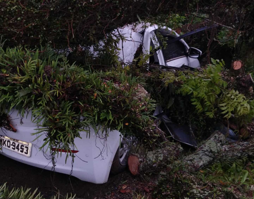 Árvore centenária cai e destrói carros durante temporal em Rio do Sul