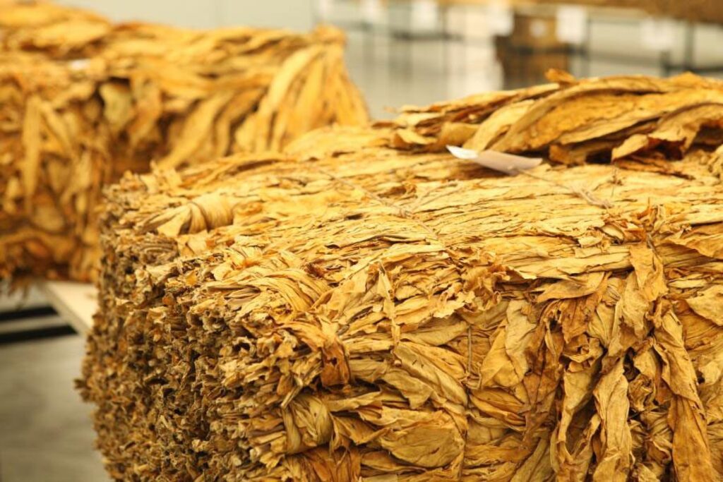 Exportação de tabaco brasileiro cresce apesar de queda na produção