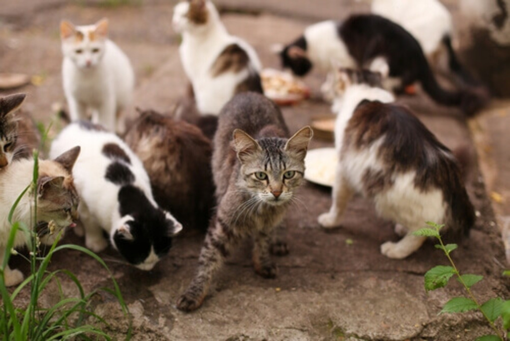 Força-tarefa é criada em Ibirama para ajudar idosa que abrigava cerca de 200 gatos em condições insalubres