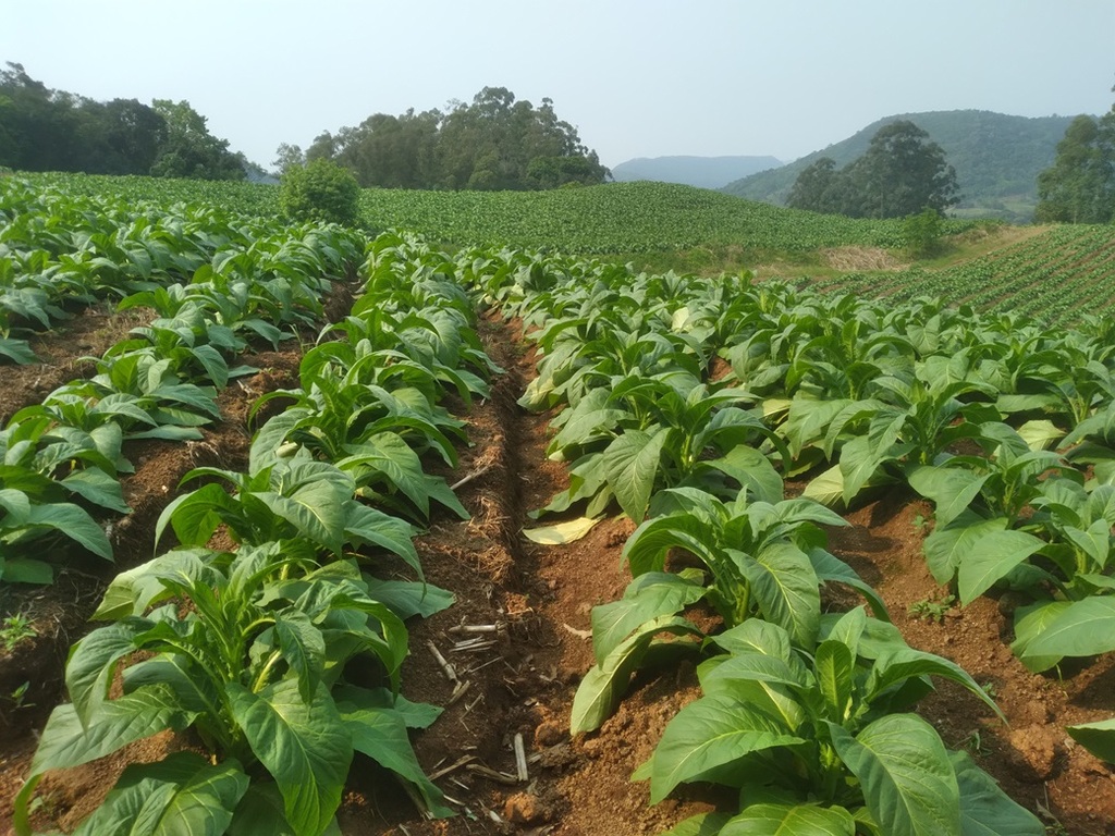 Safra de tabaco 24/25 será impactada pelo aumento da área cultivada e alta produtividade