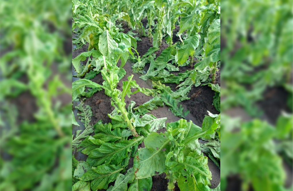 Chuva de granizo causa prejuízos em plantação de tabaco em Itaiópolis