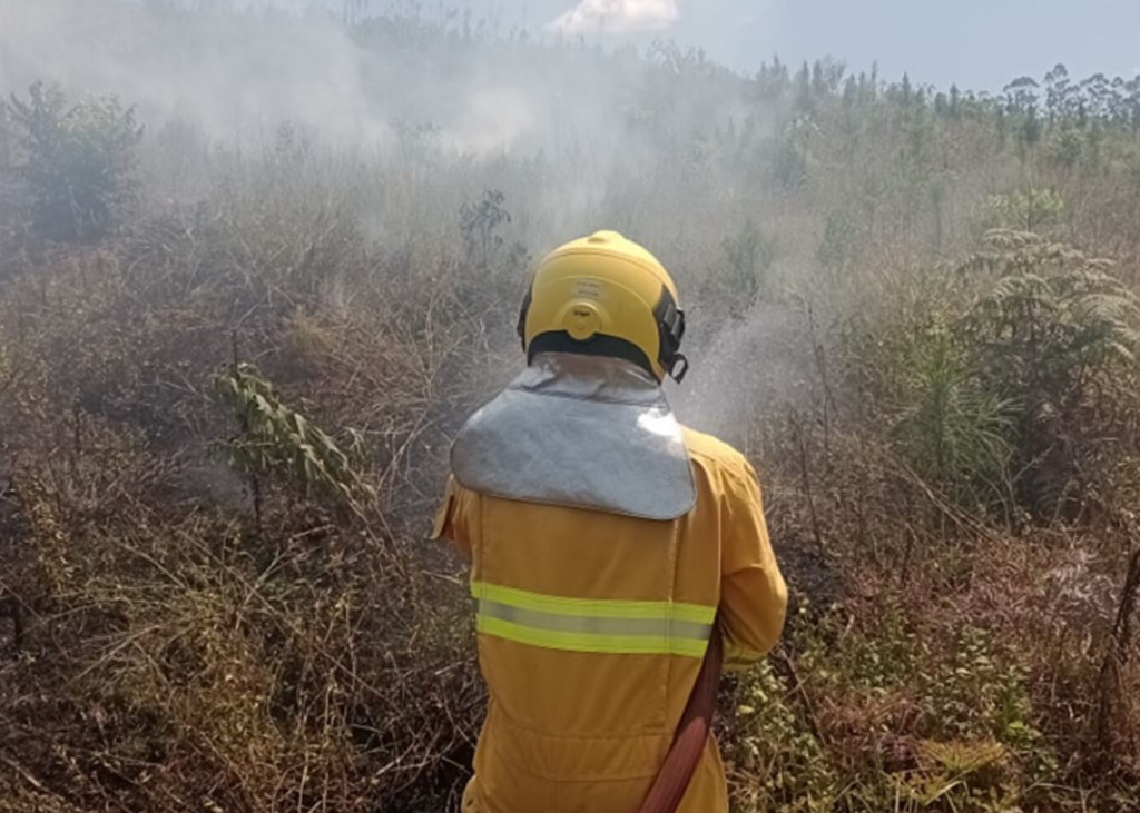 Incêndio destrói área de reflorestamento e mata nativa em Vitor Meireles